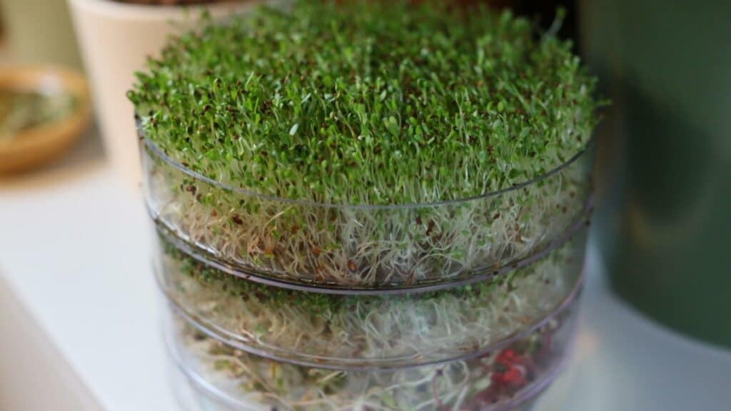 Cultivo de brotes de alfalfa en la torre de brotes