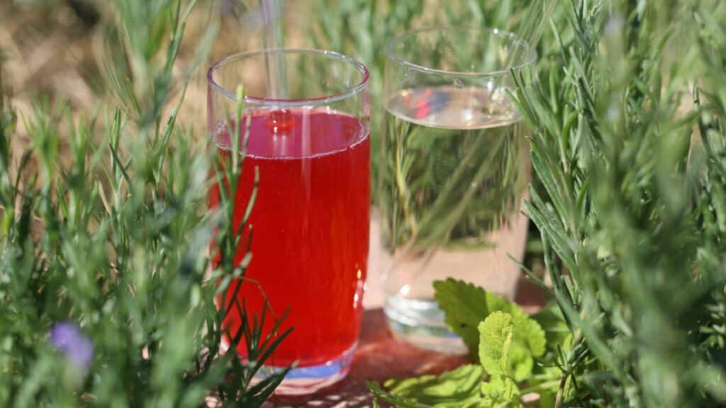 Limonade à l'hibiscus et limonade à la mélisse dans le lit d'herbes aromatiques