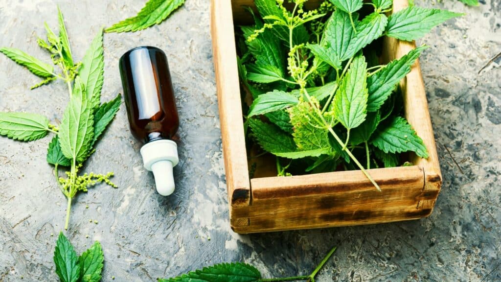 Making your own tinctures with nettles