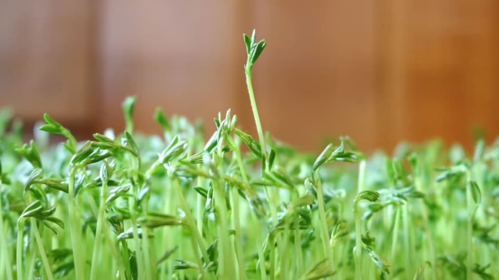 Sprouts against a brown background